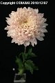 Chrysanthemum Silky Girl